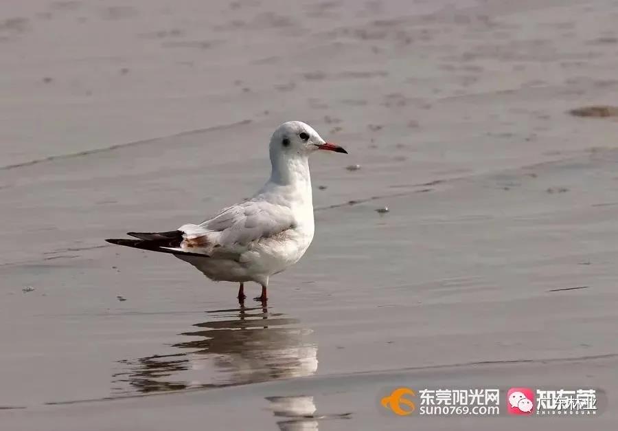 視頻直擊！大批候鳥(niǎo)飛臨東莞！