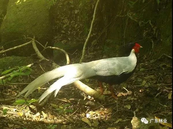 小靈貓、豹貓等“國保”動(dòng)物現身東源康禾保護區！