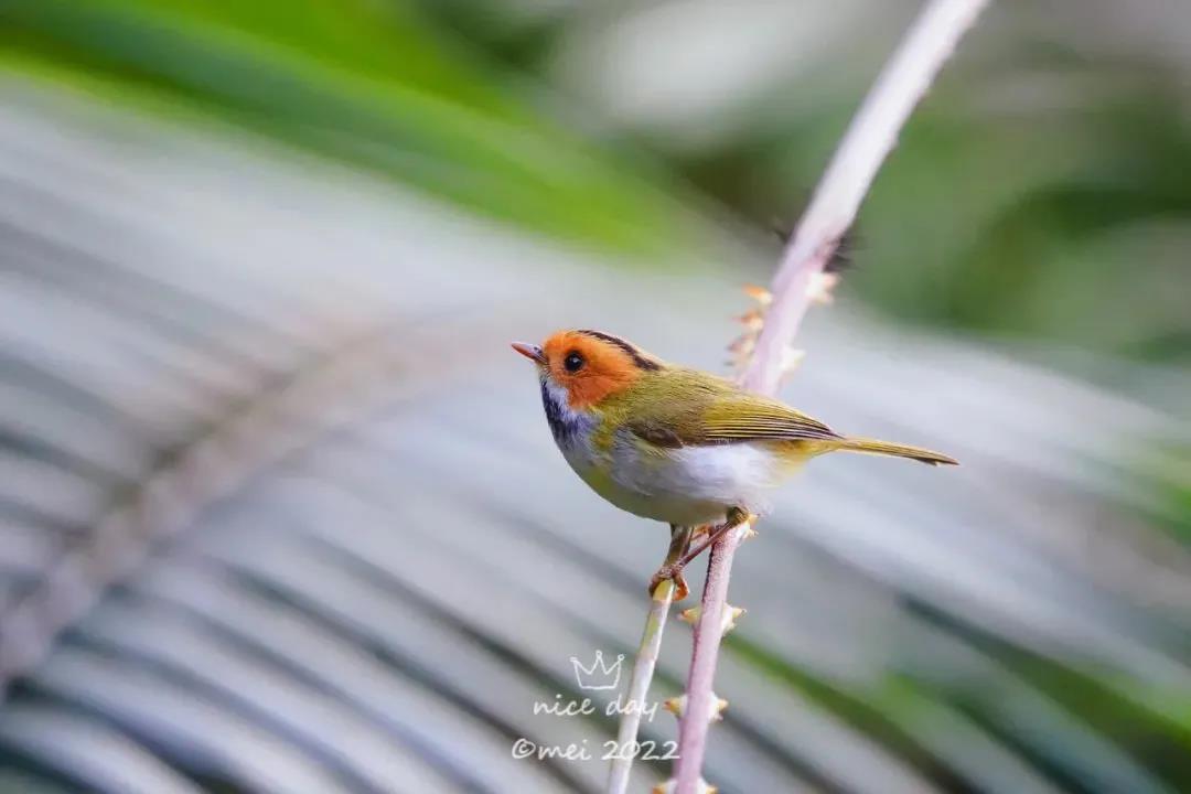 新萌鳥(niǎo)出沒(méi)！肇慶這里首次發(fā)現……