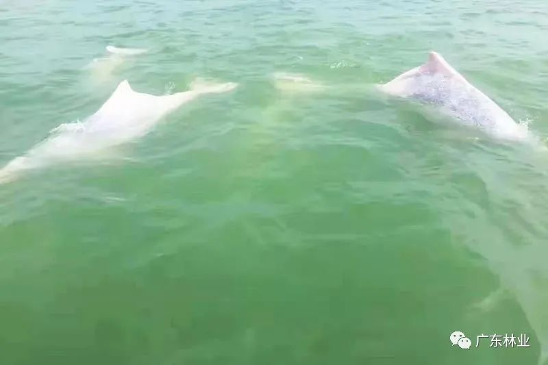 好運來(lái)！30只中華白海豚結隊暢游廣東雷州灣