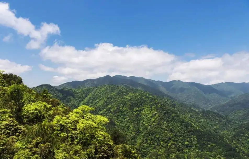 視頻曝光！小靈貓首次現身車(chē)八嶺